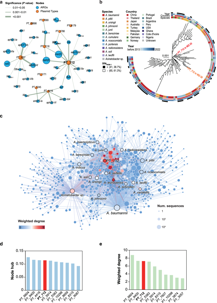 Genetic landscape and evolution of *Acinetobacter pittii*, an underestimated emerging nosocomial pathogen