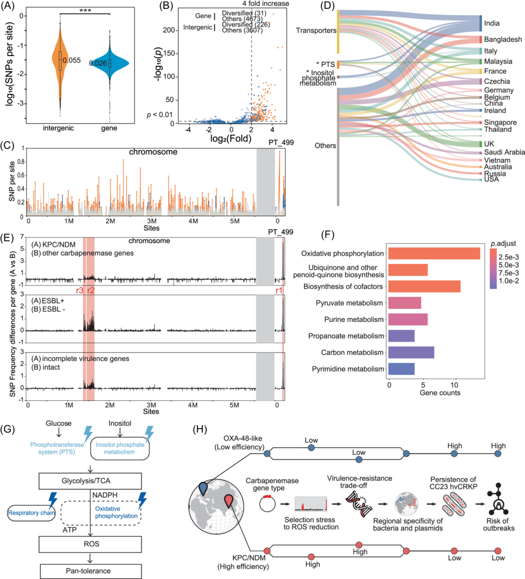 Geographic containment and virulence-resistance trade-offs drive the evolution of hypervirulent *Klebsiella pneumoniae*