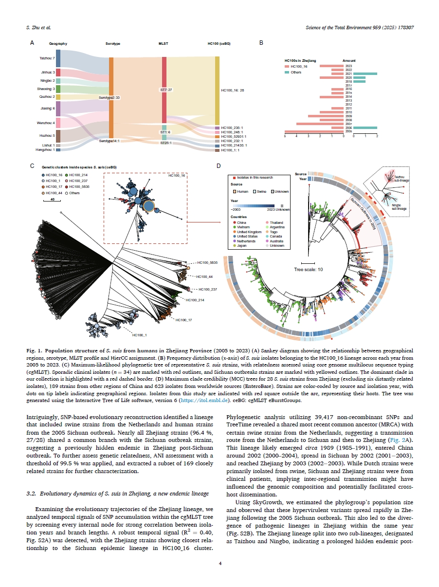 Uncovering a cryptic *Streptococcus suis* endemic post-outbreak: Evidence of host switching to humans